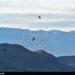 Golden Eagles in Iran's Alborz and Zagros Mountains