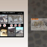 Camera Trap Captures Iranian Cheetahs