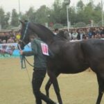 Iranian horses