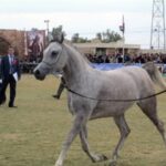 Iranian horses