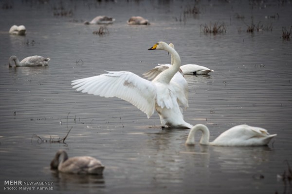 Swans in flight over Sorkhrud Lagoon in Iran (Photos)