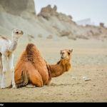 National Animal Day Marked in Iran (PHOTOS)