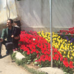 A Street in Tehran Covered with 30,000 Tulips