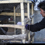 Young Iranian couple taking care of injured animals