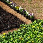 Municipal greenhouse nurseries to prepare 130k flowers