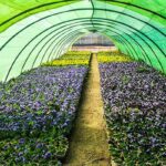 Municipal greenhouse nurseries to prepare 130k flowers