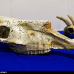 Iran reclaims ancient fossils from US