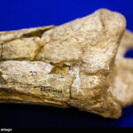 Iran reclaims ancient fossils from US