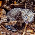 Newborn snow leopard photographed