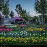Festival of Tulips in City of Karaj