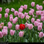 Festival of Tulips in City of Karaj