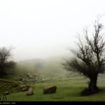 Fog in Rasht-Iran11