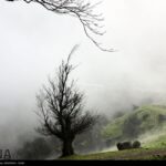 Fog in Rasht-Iran9