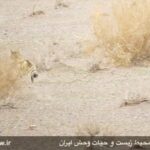 Iran-sand cat 1
