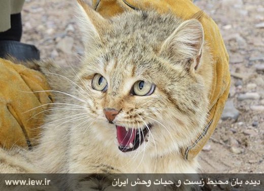 Iran-sand cat
