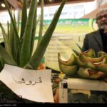 Organic food exhibition in Tehran 37