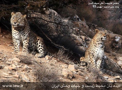 Persian Leopard-1