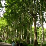 Trees in Iran02
