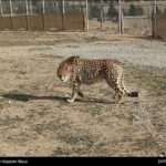 Iranian cheetah-1