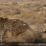 Iranian cheetah-11