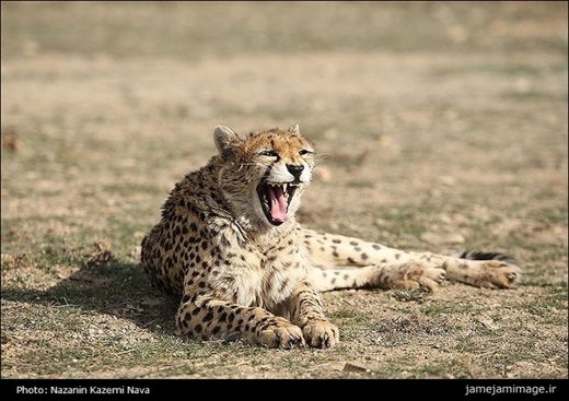 Iranian cheetah-Delbar