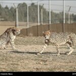 Iranian cheetah-6