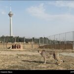 Iranian cheetah-7