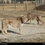 Iranian cheetah_b