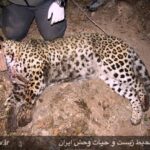 Persian leopard-Borzoo-3