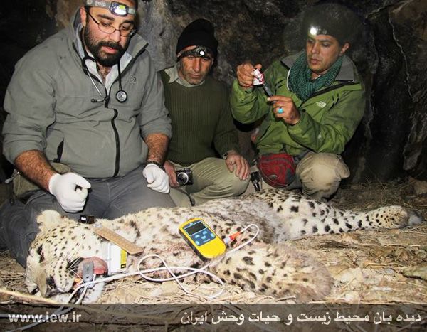 Persian leopard-Borzoo-4