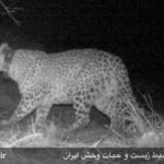 Persian leopard-Borzoo-6