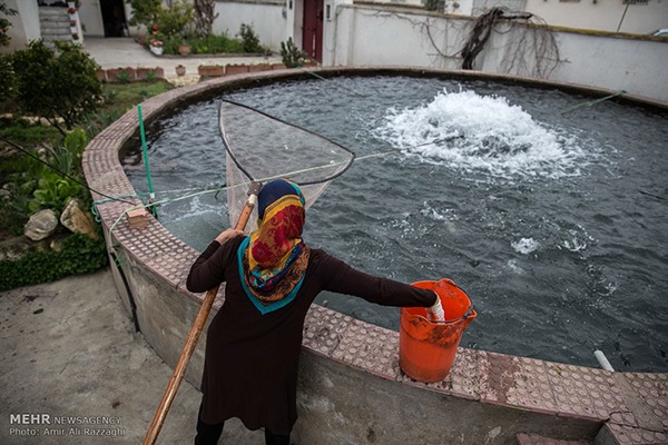 Domestic fish farming (16)