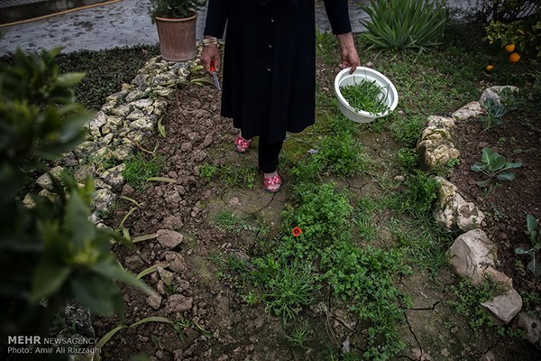 Domestic fish farming (30)