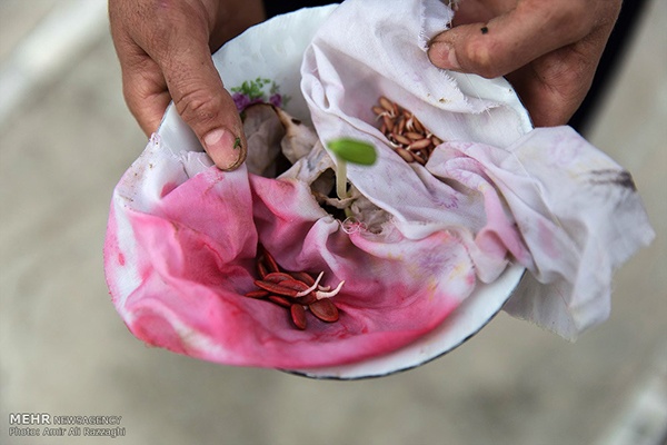 Domestic fish farming (31)