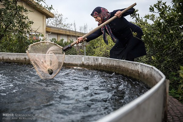 Domestic fish farming (39)