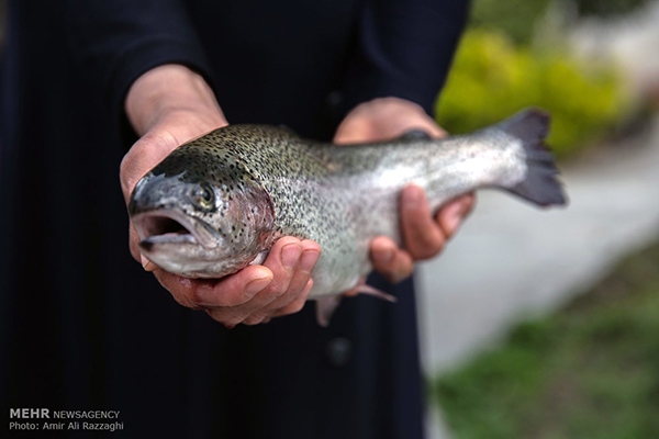 Domestic fish farming (49)