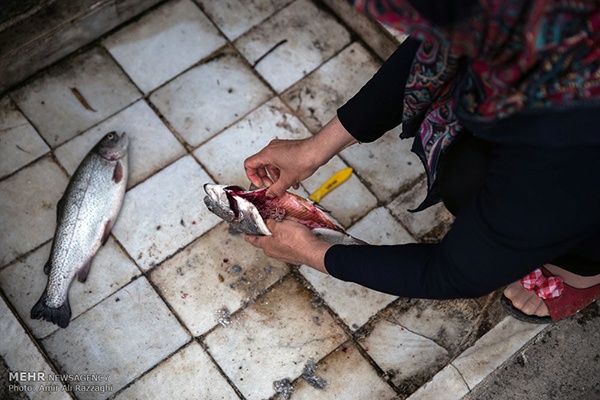 Domestic fish farming (54)