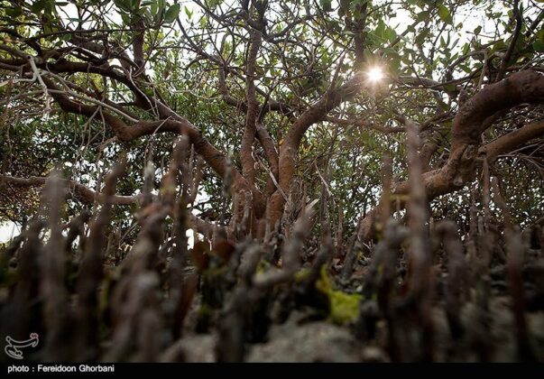 Hara Forests of Qeshm Island - Iran