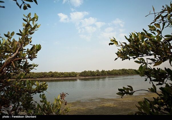 Nature of Qeshm Island - Iran
