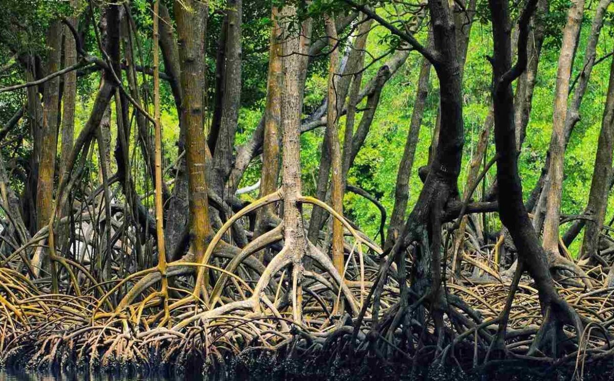 Mangrove "Hara" Forests of Iran's Qeshm Island 23 Mangrove "Hara" Forests of Iran's Qeshm Island