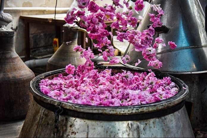 Rosewater Extraction