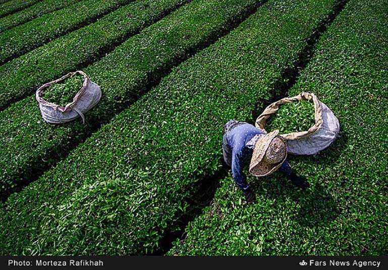 Tea harvest