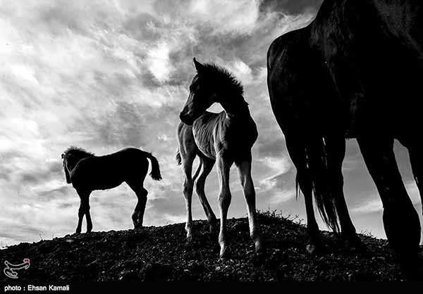 Turkmen horses 14