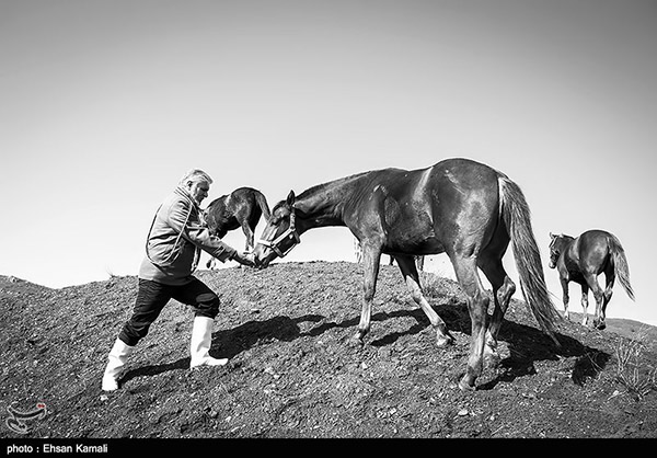 Turkmen horses 16