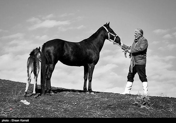 Turkmen horses 18