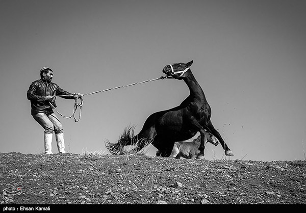 Turkmen horses 20