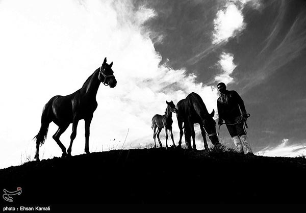 Turkmen horses 5