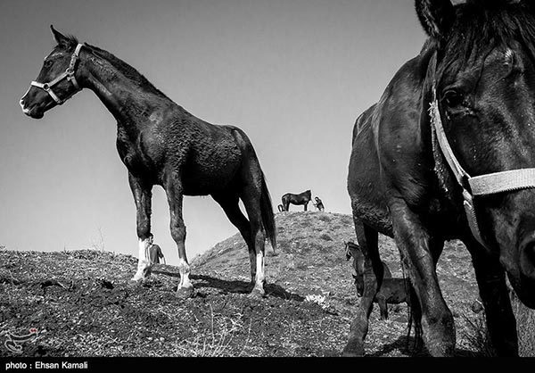 Turkmen horses 8