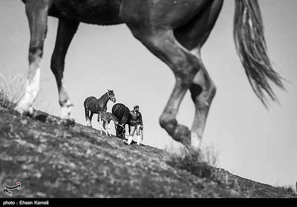 Turkmen horses 9