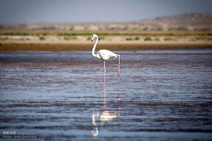 Kamjan International Marsh0